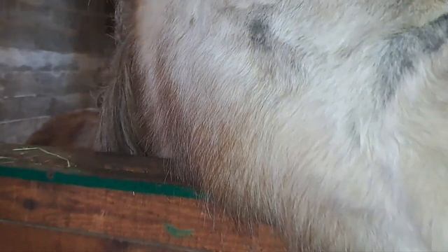 Козёл на шесте-сейчас это модно! смотреть онлайн