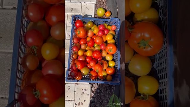 Дедова Корчма. Сорта томатов. Лотарингская красавица.Американский ребристый и т.д. смотреть онлайн