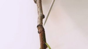 4. Разнообразие побегов: яблоня, вишня, ель. Морфология растений  - 5 - 6 класс