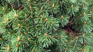 Pinus mugo subspecies uncinata 'Kladsko #3 WB' April 23, 2020