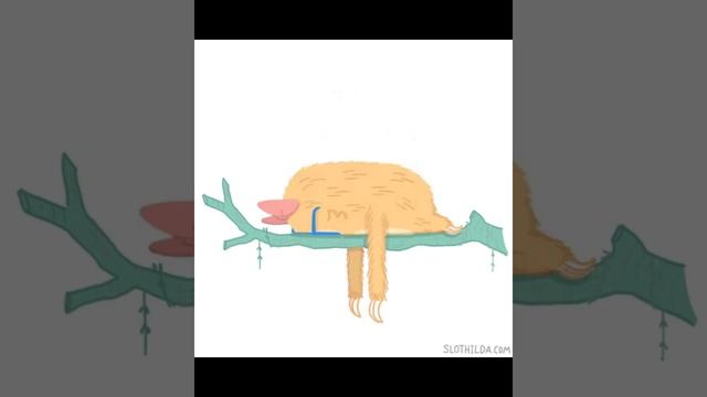 Sleepy Calming music musica para dormir