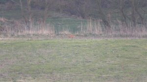 Миксоматоз (История распространения)