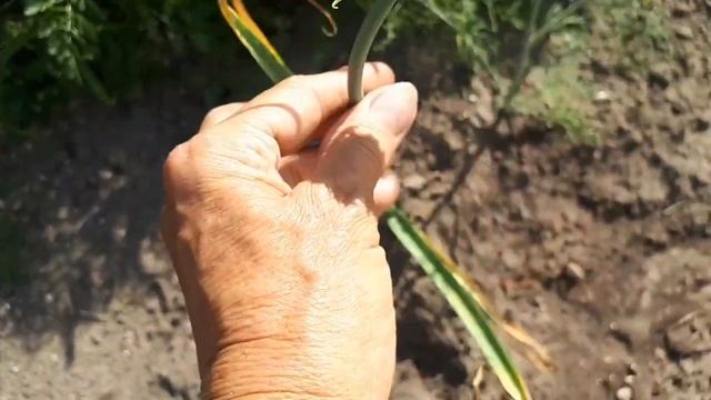 Как размножать озимый чеснок? смотреть онлайн