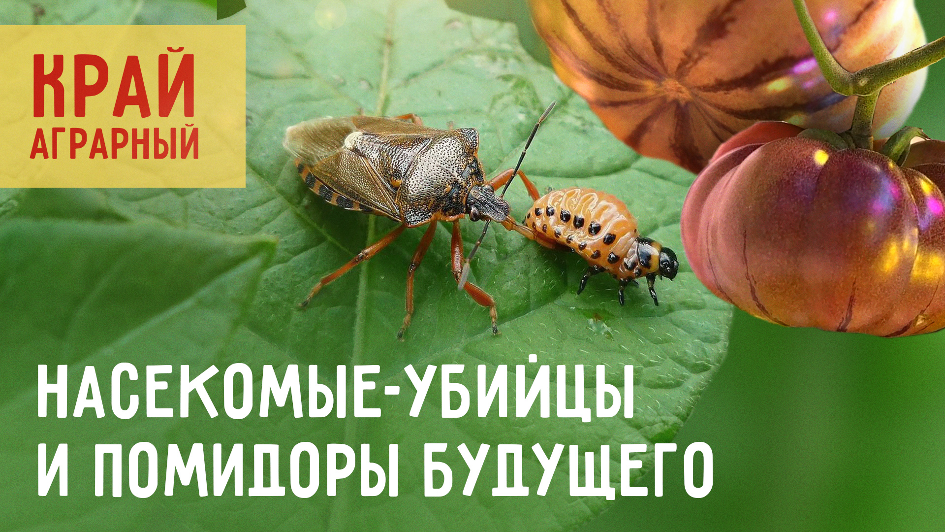Таких овощей мир ещё не видел! КРАЙ АГРАРНЫЙ 2.0.24