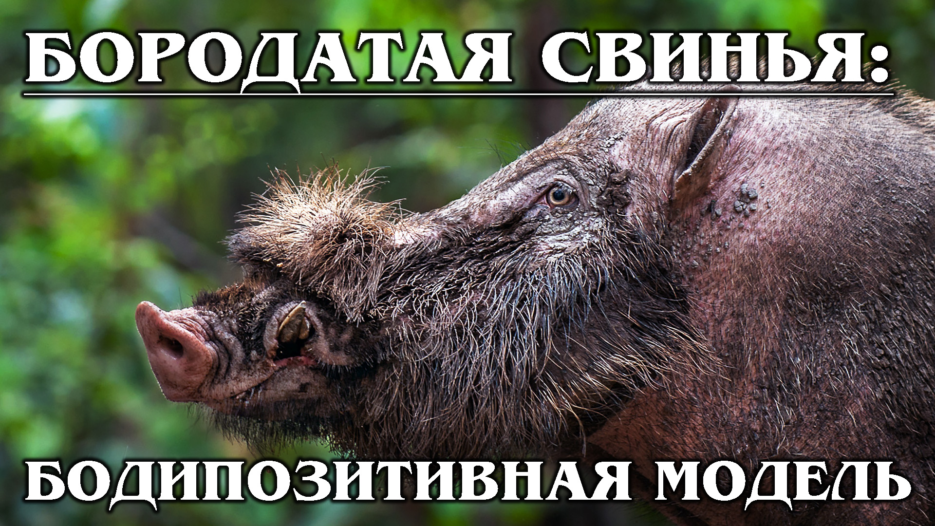 БОРОДАТАЯ СВИНЬЯ: Умное и НЕ грязное животное | Интересные факты про свиней и животных