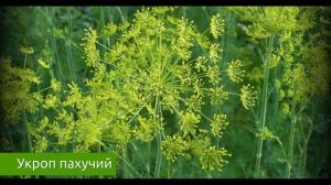 Укроп пахучий полезные свойства в медицине и народные рецепты / Захар Травник