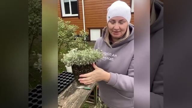 Как сохранить дихондру в зиму, собрать семена и начеренковать. Смотрите в этих видео.