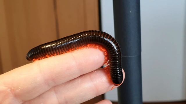 Кивсяк. Кивсячок - дурачок. многоножка смотреть онлайн