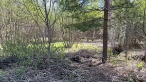 Участок в Шелухово.
