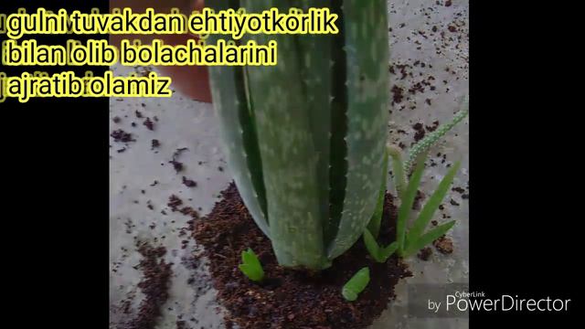 Aloy vera guli haqida ma'lumot смотреть онлайн