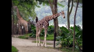 The most wonder and attractive zoo in Singapoe - visit Singapore - Singapore - Zoo - Tour