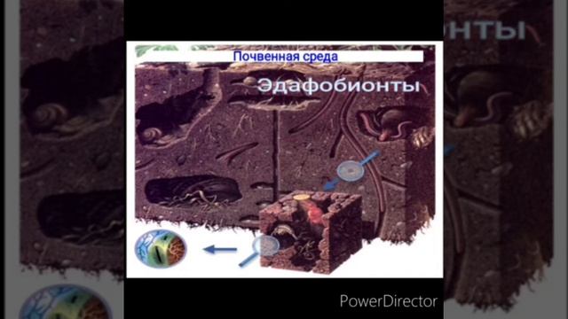 Экология смотреть онлайн