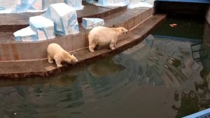 Проворонили рыбку)). Белый медведь. Новосибирск. Зоопарк