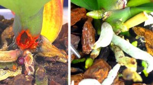 Новые корни вырастают у орхидеи-уценки если её не пересаживать, а дать ей покой... # Фильм ВТОРОЙ