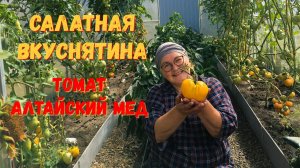 Крупный томат Алтайский мед: одного помидора на всю семью хватит!