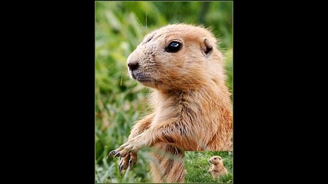 Животные степи смотреть онлайн