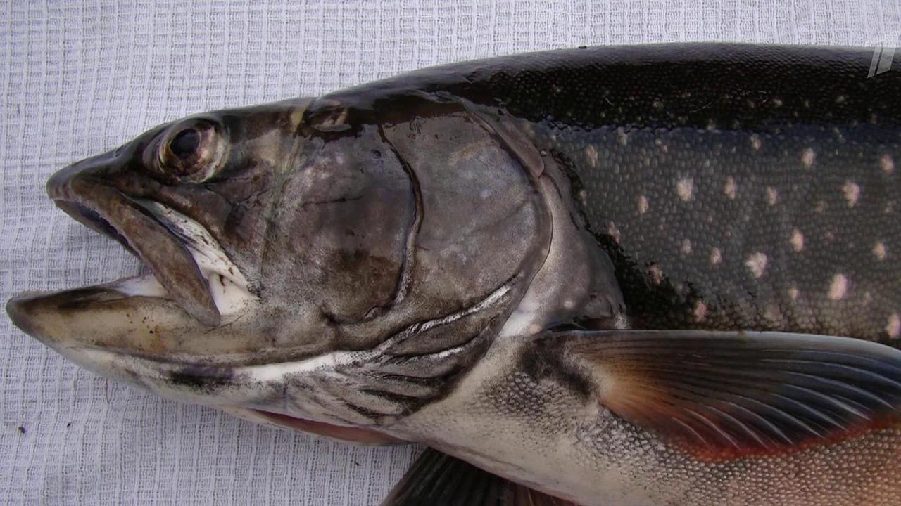 Самая полезная в мире рыба водится в сибирских озерах