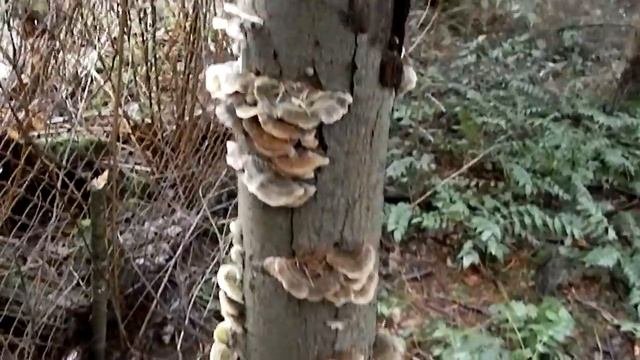 Trametes Versicolor, The Turkey Tail.