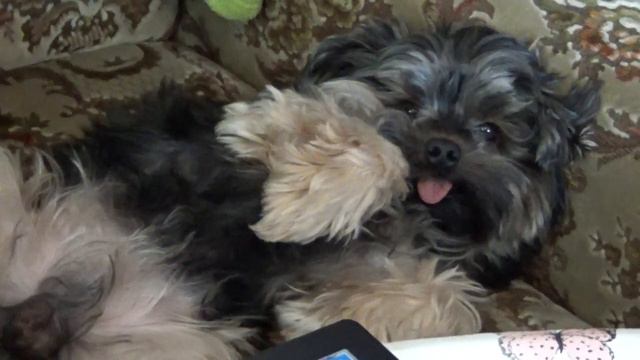 Наш маленький Лео - наша большая радость! 🏠 Our little Leo is our great joy!