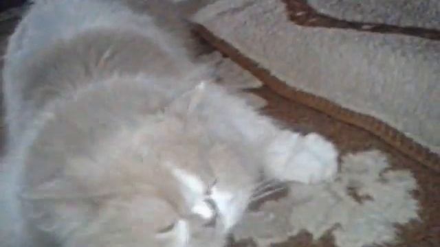 Кот расчесывает сам себя (Cat combs itself) смотреть онлайн