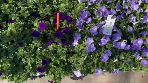 Florensis | Petunia E3 Easy Wave® F1