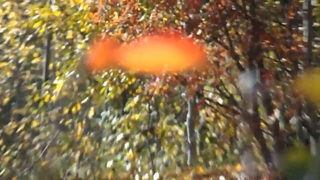 Фотоаппарат сфокусировать на осеннем жёлто-красном листе смотреть онлайн