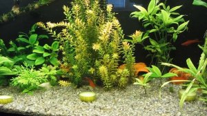 Как кормить овощами рыбок, ампулярий и креветок