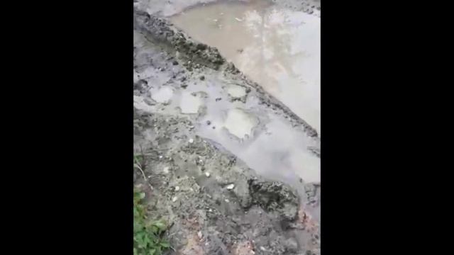 Медведи пугают жителей поселка в Хабаровском крае смотреть онлайн