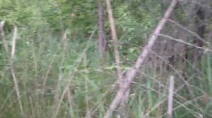 Ходим по болоту. Береза с квадратным стволом. Граница леса и болота