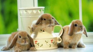 Andreas Vollenweider - The Play Of The Five Balls