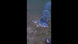 Хищник. #Shorts