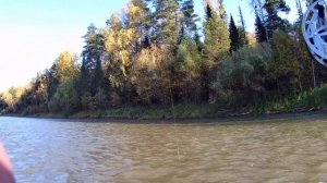 Ловля хариуса ? В  МУТНЮЩЮЮ воду. Рыбалка на реке Бия. Ловля хариуса на удочку ?