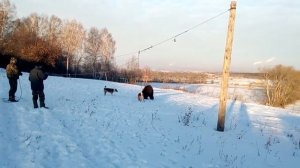 Притравка лаек по медведю