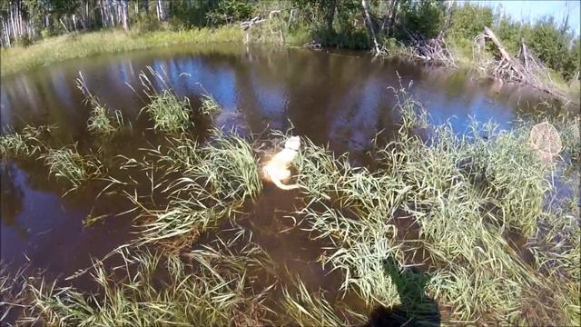 На рыбалку!!! Джесси на лодке! природа ХМАО! 21.07.2018 Labrador Jesse смотреть онлайн