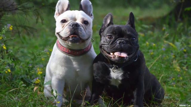 Как выбрать себе идеальную собаку? смотреть онлайн