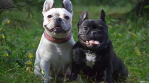 Как выбрать себе идеальную собаку?