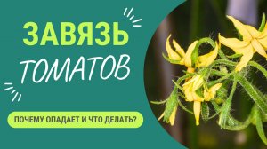 Опадает завязь на томатах? Вот как избежать этого!