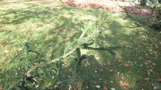 Picea orientalis 'Early Gold' smrk východní смотреть онлайн
