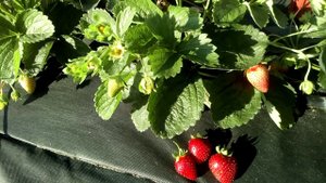 Обзор ремонтантных сортов. Клубника Кабрилло