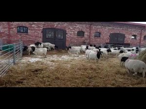 Поголовье овец на нашей ферме