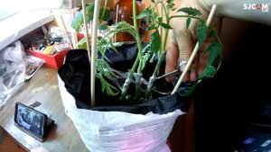 Результат прививок огурца и арбуза на тыкву лагенарию+прививка томатов на картофель. Inoculation of