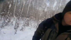 Охота на куницу с Карело-финская лайка (Куница повислана дереве)