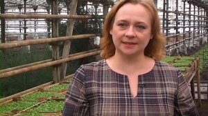 Когда сеять бархатцы?