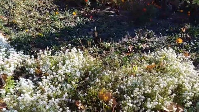 Ці осінні квіти зроблять ваш сад красивіше Ландшафтний дизайн Зразок клумби 131