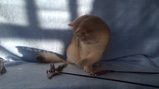 Британские котята,серебристые шиншиллы.