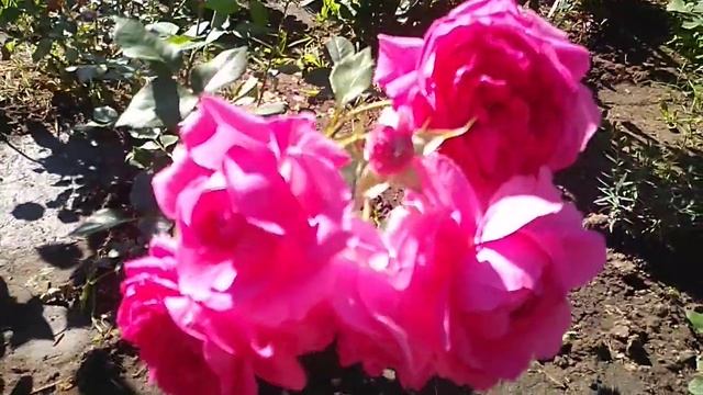 Цветение Роз англичанок . смотреть онлайн