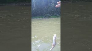 Рыбалка на хариса по очень мутной воде!!! Бия, неожиданный результат! База "Лесная благодать"