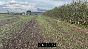 Удобрение озимой пшеницы. Ударная доза в рядки. Ошибка?