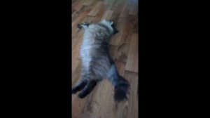 Крупный сибирский кот Филя!