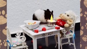 ПРИКОЛЫ С ЖИВОТНЫМИ - ХОМЯК АКРОБАТ - ХОМКИ - (СМЕШНАЯ ОЗВУЧКА) - Hamsters like #269